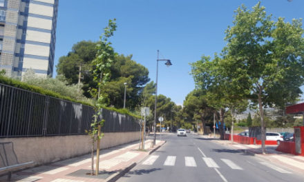 Benicàssim reposarà 130 arbres en escocells i espais verds municipals
