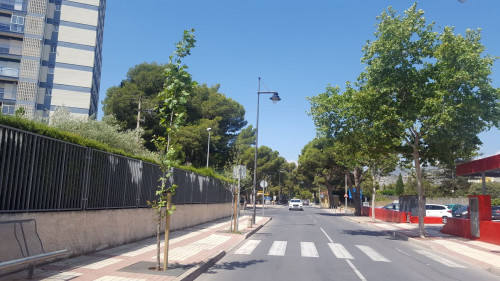 Benicàssim reposarà 130 arbres en escocells i espais verds municipals