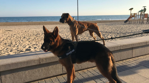 Benicàssim conclou la temporada d’accés de gossos a les platges
