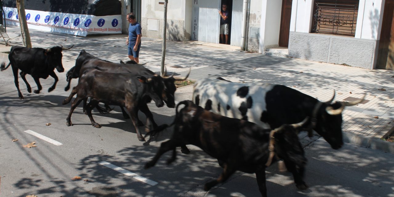 Benicàssim obri el programa taurí dins de les festes de Sant Tomàs