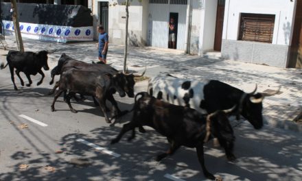 Benicàssim obri el programa taurí dins de les festes de Sant Tomàs