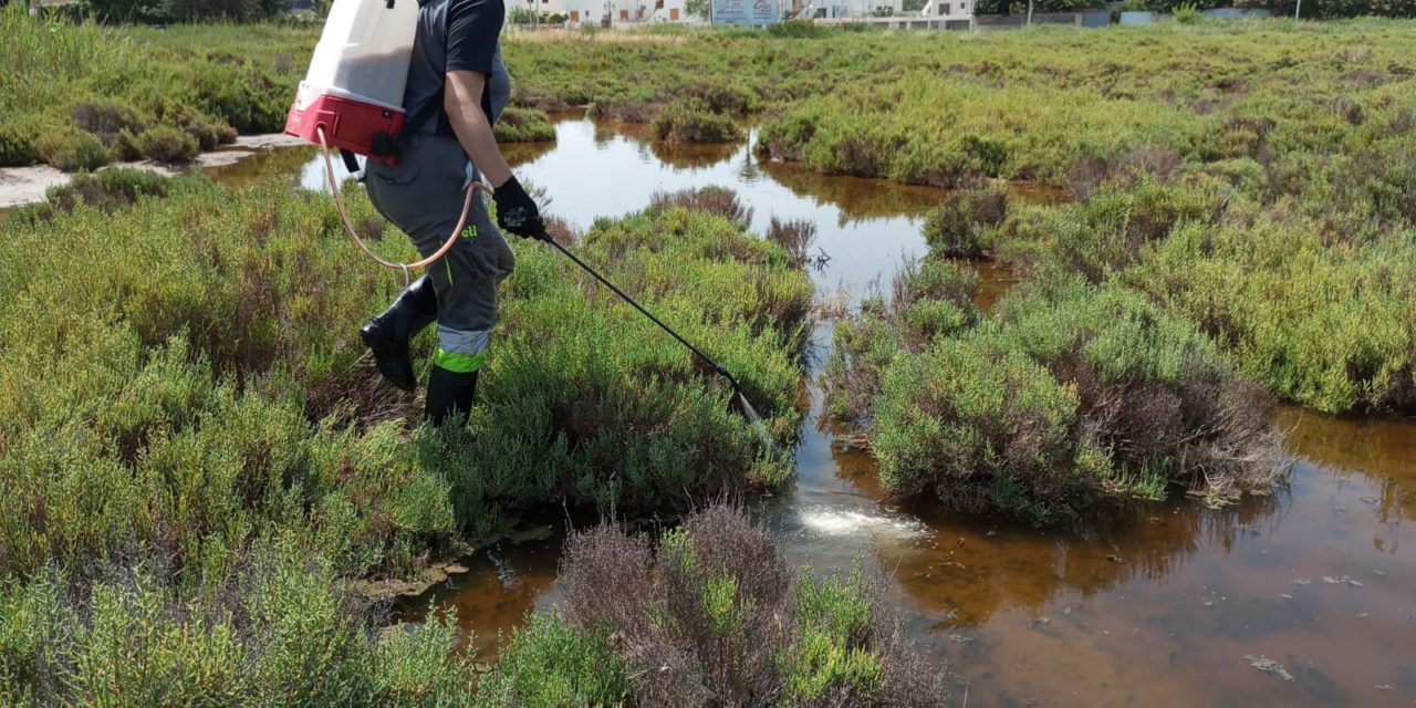 Benicàssim reforça les actuacions per a frenar la presència de mosquits després de les fortes pluges del cap de setmana