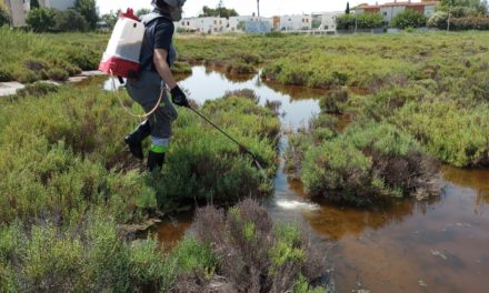Benicàssim reforça les actuacions per a frenar la presència de mosquits després de les fortes pluges del cap de setmana