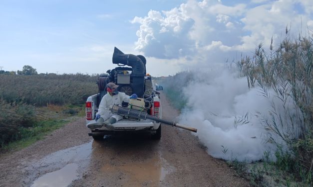 Benicàssim intensifica el control de mosquits després de l’episodi de pluges